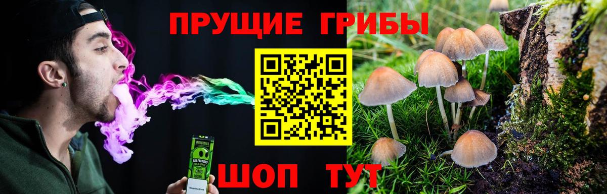 Галлюциногенные грибы Psilocybe Кыштым